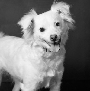 Fundraising Page: Bailey Spencer